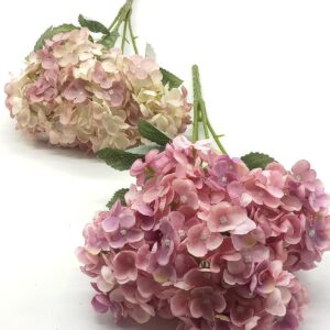 ΟΡΤΑΝΣΙΑ ΜΕΓΑΛΗ 50CM